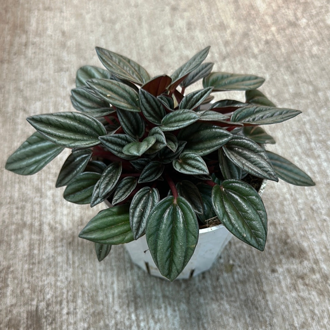 Peperomia San Marino 4