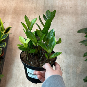 Zamioculcas zamiifolia 'Chameleon' 6" - ZZ Plant