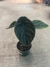 Load image into Gallery viewer, Alocasia cuprea &#39;Red Secret&#39; 4&quot;