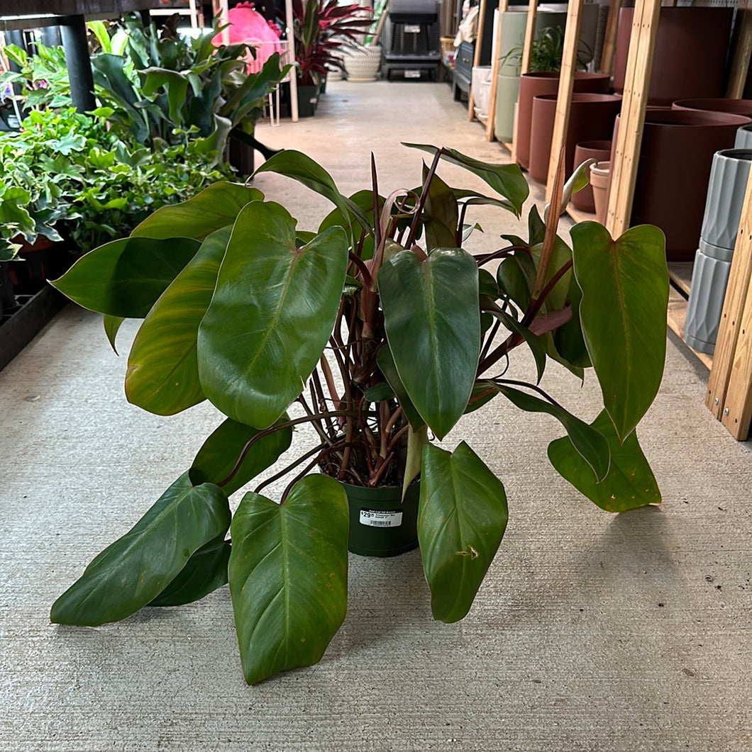 Philodendron 'Red Emerald' 6