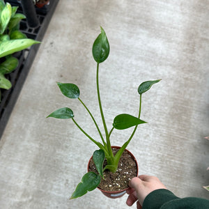 Alocasia 'Tiny Dancer' 4"