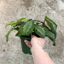 Load image into Gallery viewer, Maranta Silver Band 6&quot; - Prayer Plant