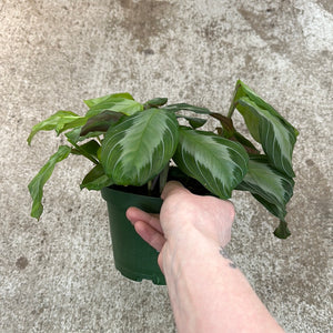 Maranta Silver Band 6" - Prayer Plant