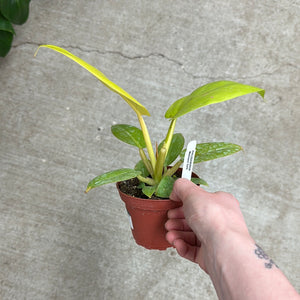 Philodendron Melinonii Gold 4"