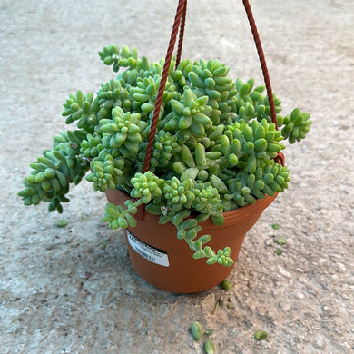 Sedum morganianum 6