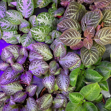 Load image into Gallery viewer, Episcia sp. 4&quot;
