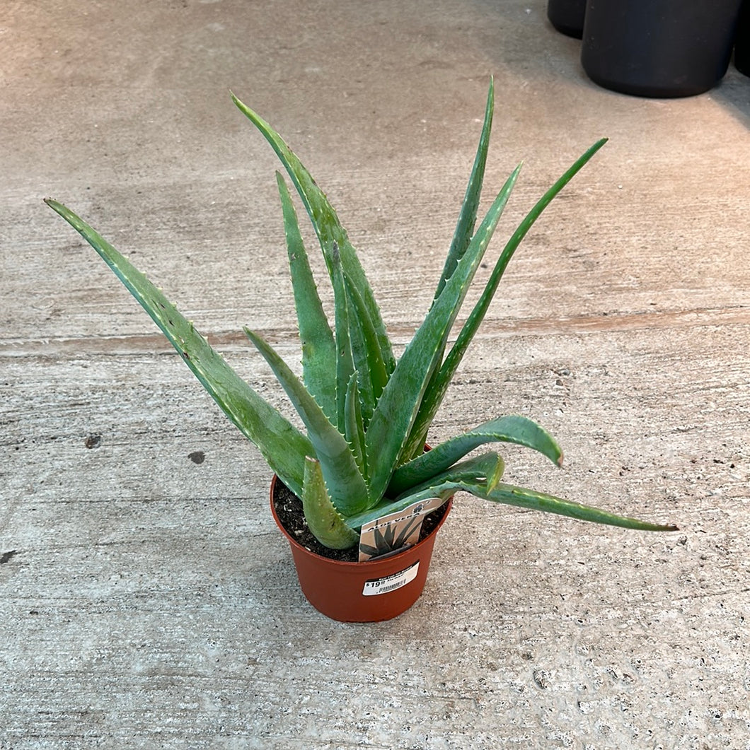 Aloe Vera 6