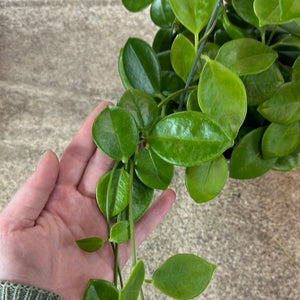 Hoya australis Keysii 6" - Wax Plant