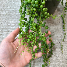 Load image into Gallery viewer, Senecio rowleyanus 6&quot; HB - String of Pearls