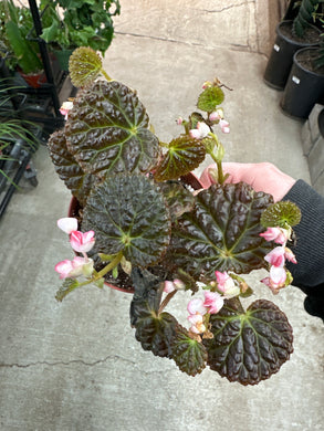 Begonia Ruby Dragon 4