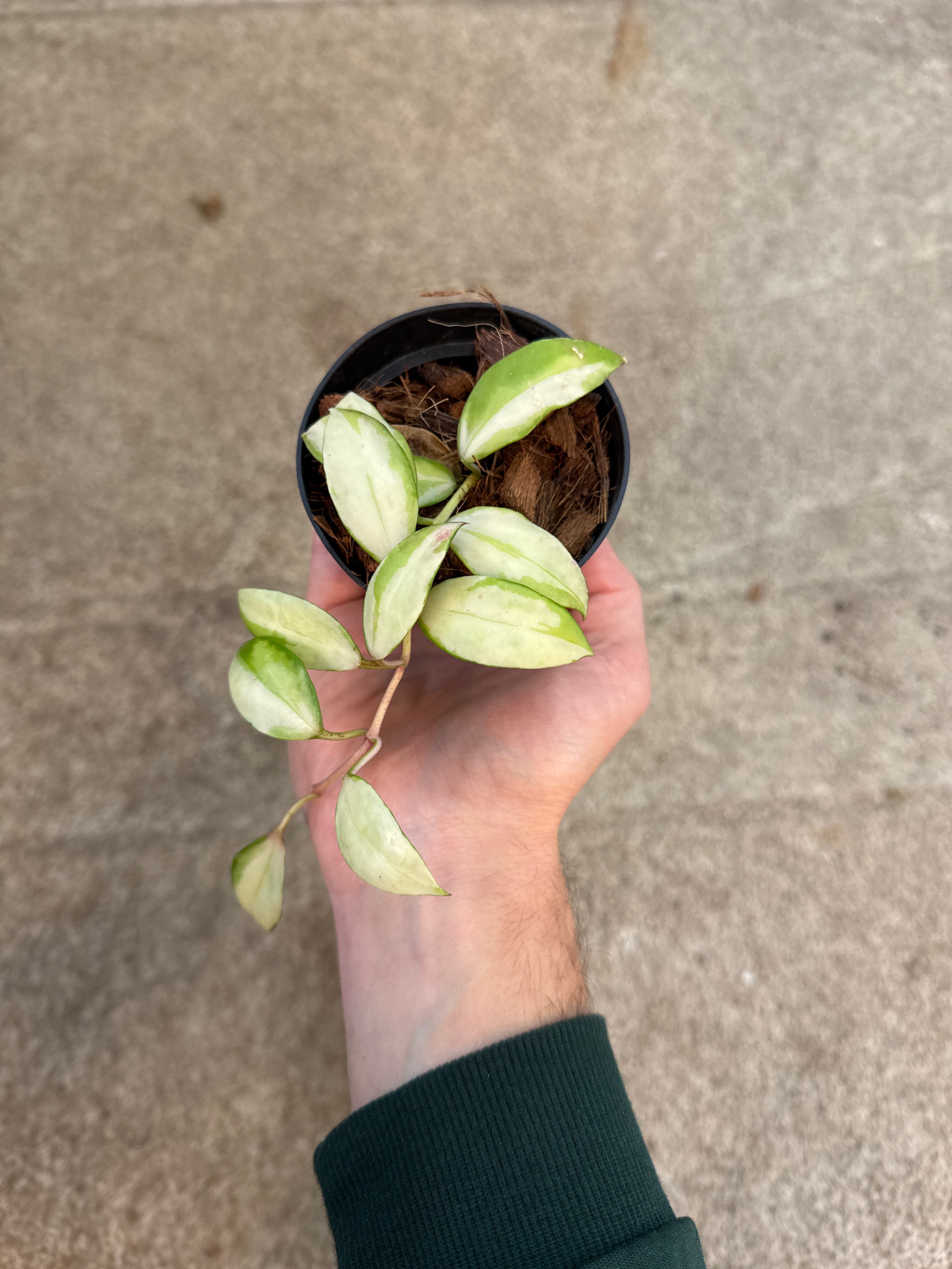 HOYA Walliniana Variegata online RARE in terracotta