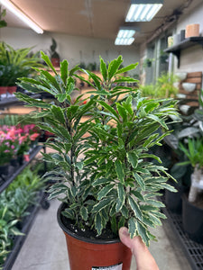 Aralia Bianca 6"