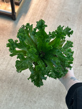 Load image into Gallery viewer, Asplenium sp. 4&quot; - Birdsnest Fern