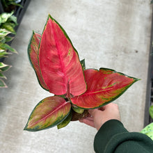 Load image into Gallery viewer, Aglaonema Red King 4&quot;