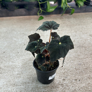 Begonia 'Black Velvet' 4"