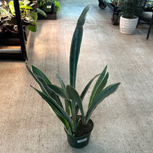 Load image into Gallery viewer, Sansevieria Sayuri 6&quot; - Snake Plant