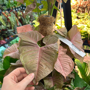 Syngonium Neon Robusta 8" Totem