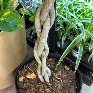 Ficus Moclame Braid 12"