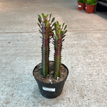 Load image into Gallery viewer, Euphorbia Trigona Red 6&quot;