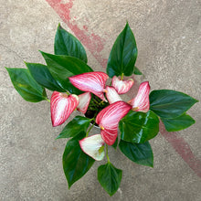 Load image into Gallery viewer, Anthurium Livium 6&quot;