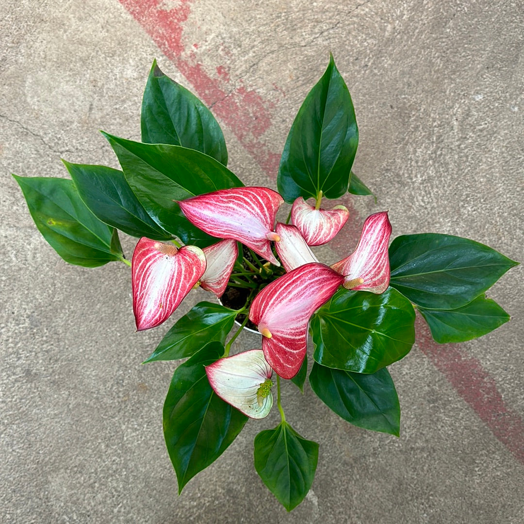 Anthurium Livium 6