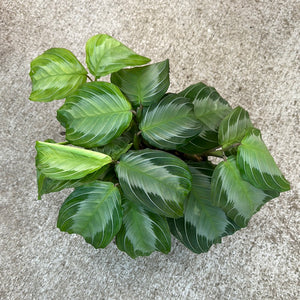 Maranta Silver Band 6" - Prayer Plant