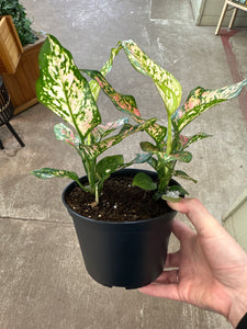 Aglaonema 'Favonian' 6"