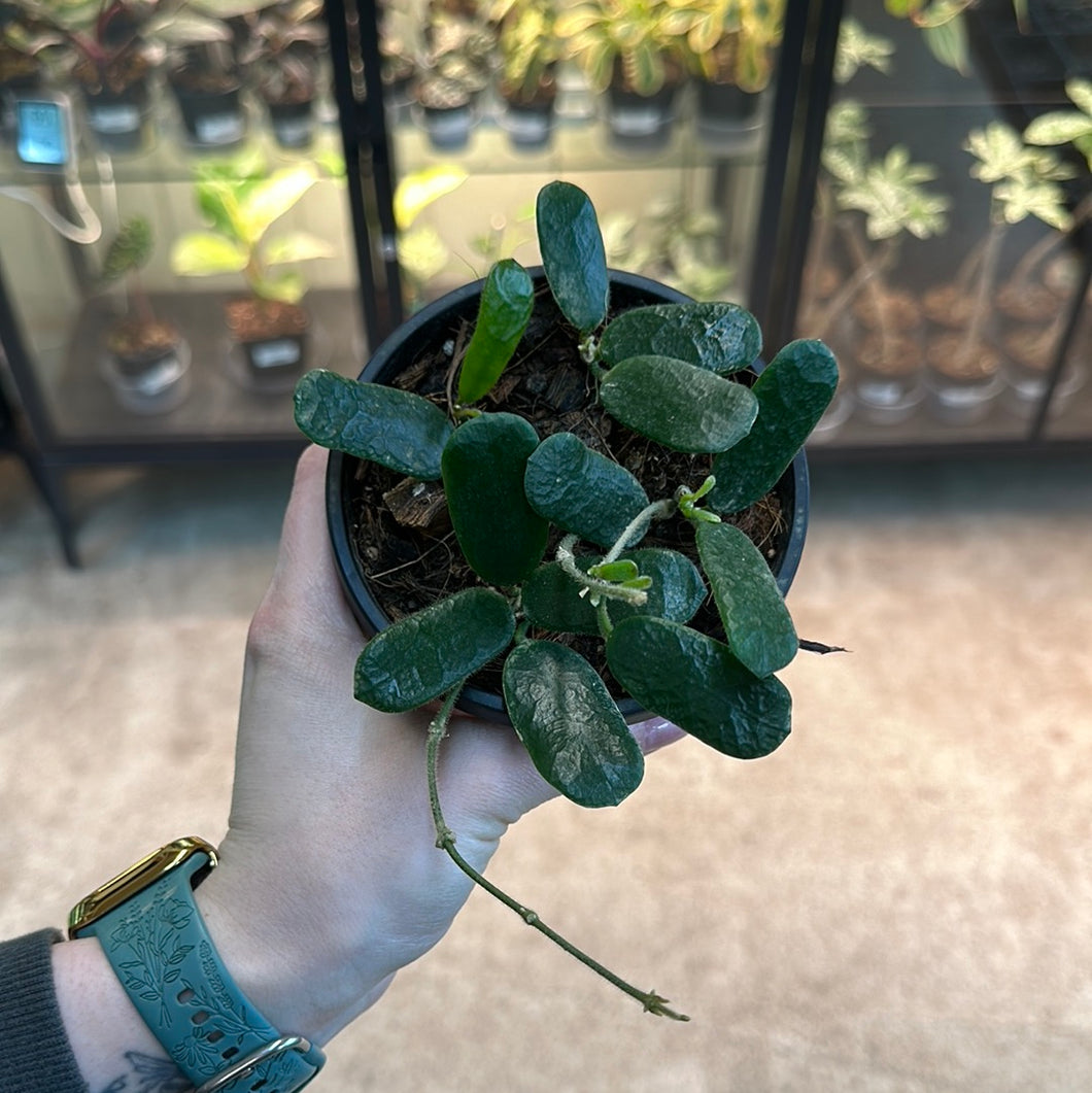 Hoya rotundiflora 4