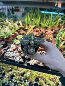 Fittonia Pink 2" - Nerve Plant