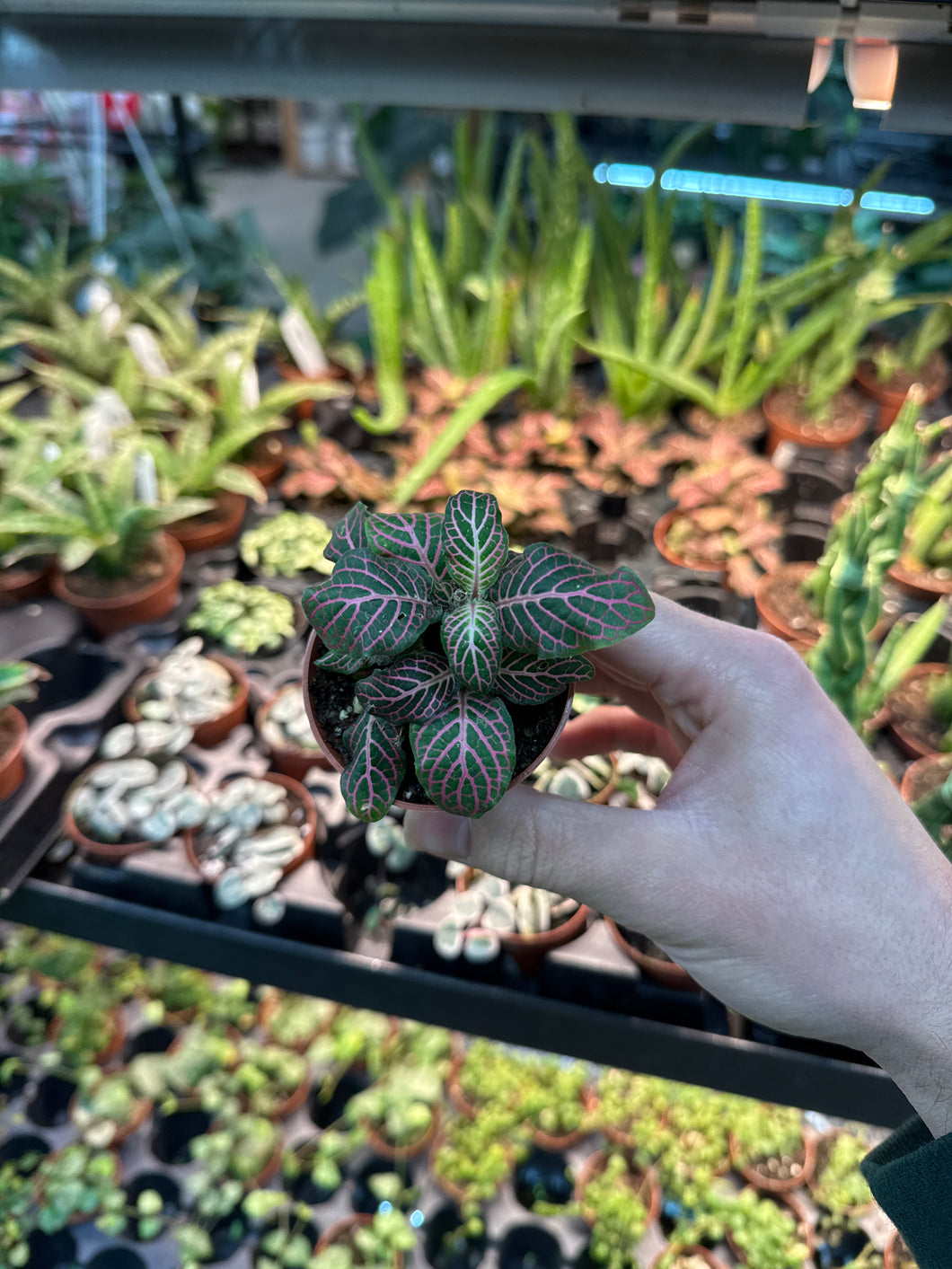 Fittonia Pink 2