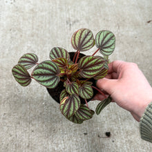 Load image into Gallery viewer, Peperomia &#39;Piccolo Banda&#39; 4&quot;