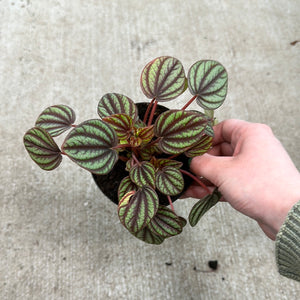 Peperomia 'Piccolo Banda' 4"