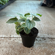 Load image into Gallery viewer, Peperomia Frost 4&quot;