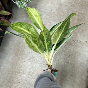 Aglaonema Green Bowl 4"