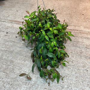 Aeschynanthus 'Black Pagoda' 6" - Lipstick Plant