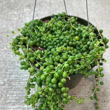 Load image into Gallery viewer, Senecio rowleyanus 6&quot; HB - String of Pearls