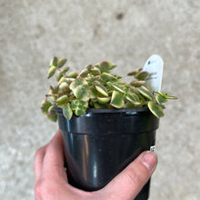 Load image into Gallery viewer, Crassula pellucida f. variegata 4&quot; - Calico Kitten