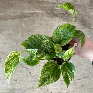 Epipremnum a.  'Snow Goddess' 4" - Pothos