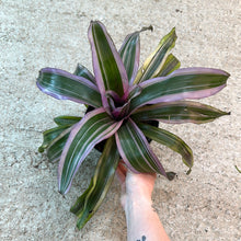 Load image into Gallery viewer, Vriesea &#39;Pink Magic&#39; 6&quot; - Bromeliad