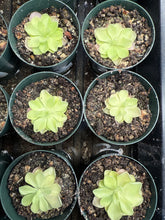 Load image into Gallery viewer, Pinguicula pirouette 2&quot; - Butterwort