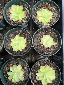 Pinguicula pirouette 2" - Butterwort