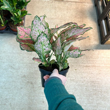 Load image into Gallery viewer, Aglaonema Red Wishes 6&quot;