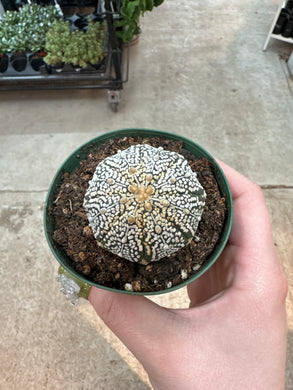 Astrophytum asterias 3