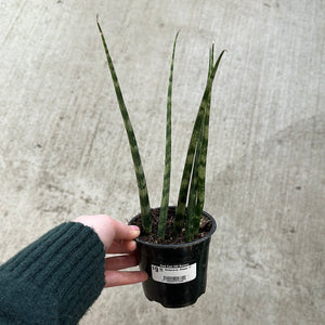 Sansevieria 'Mikado' 4"