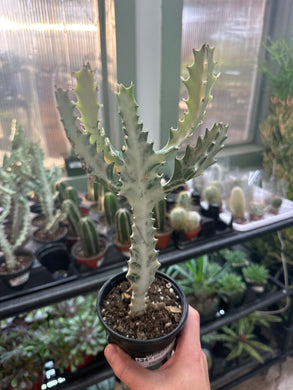 Euphorbia Lactea 'White Ghost' 4