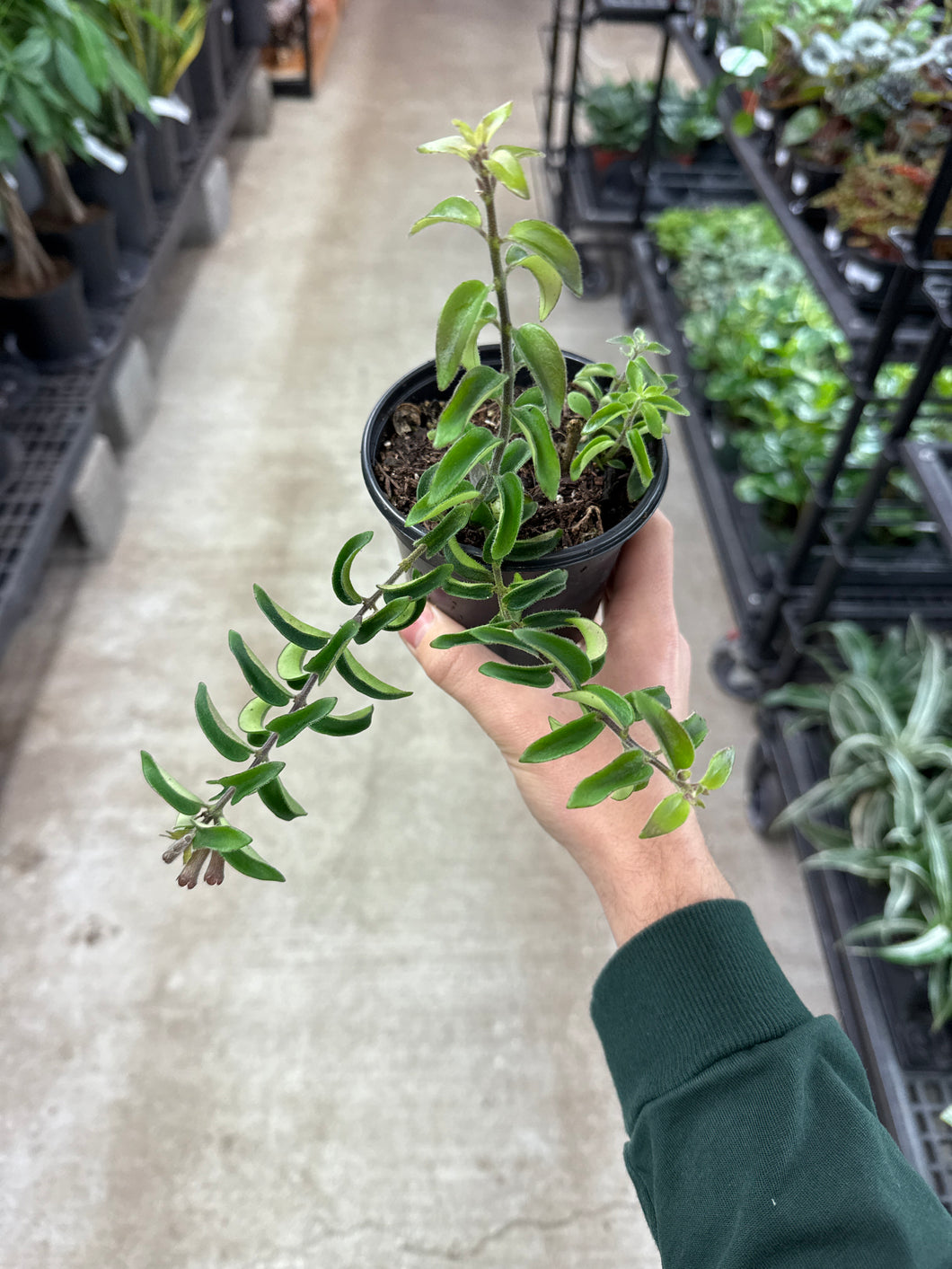 Aeschynanthus 'Twister' 4