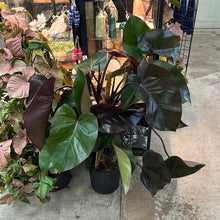 Load image into Gallery viewer, Philodendron Burgundy Princess 8&quot;