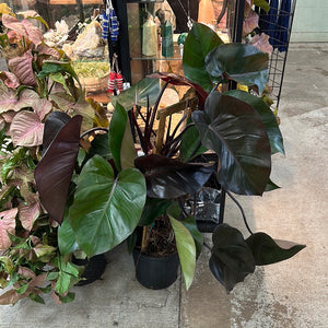 Philodendron Burgundy Princess 8"