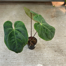 Load image into Gallery viewer, Anthurium &#39;King of Spades x Ace of Spades&#39; 4&quot;