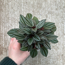 Load image into Gallery viewer, Peperomia San Marino 4&quot;